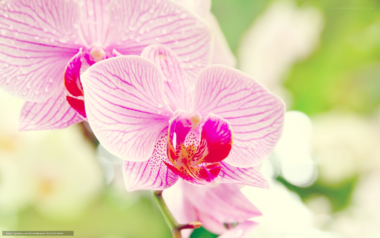 Pink orchid with water droplets