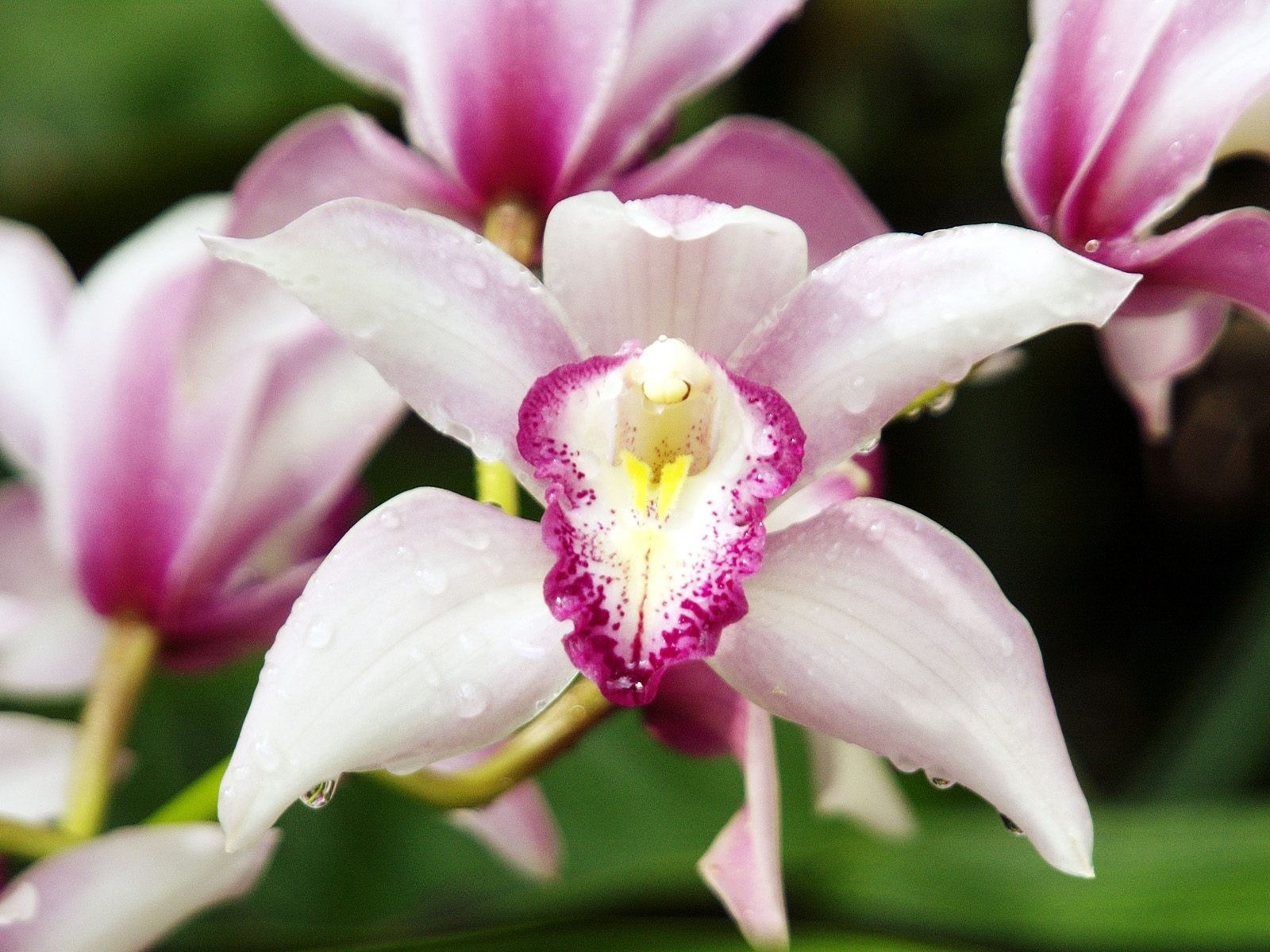 Pink orchid with water droplets