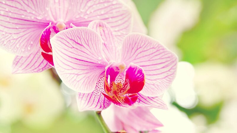 Pink orchid with water droplets