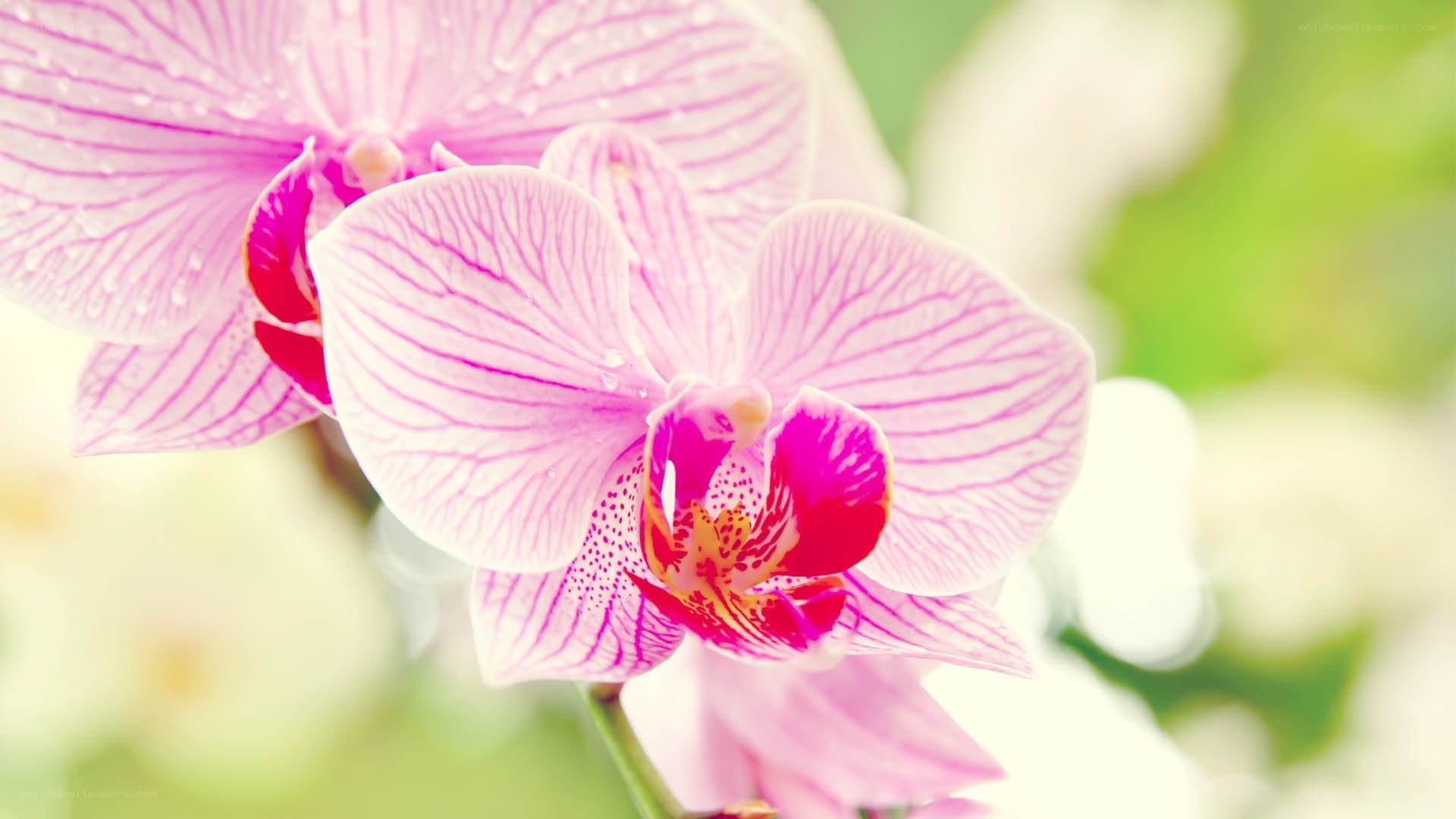 Pink orchid with water droplets