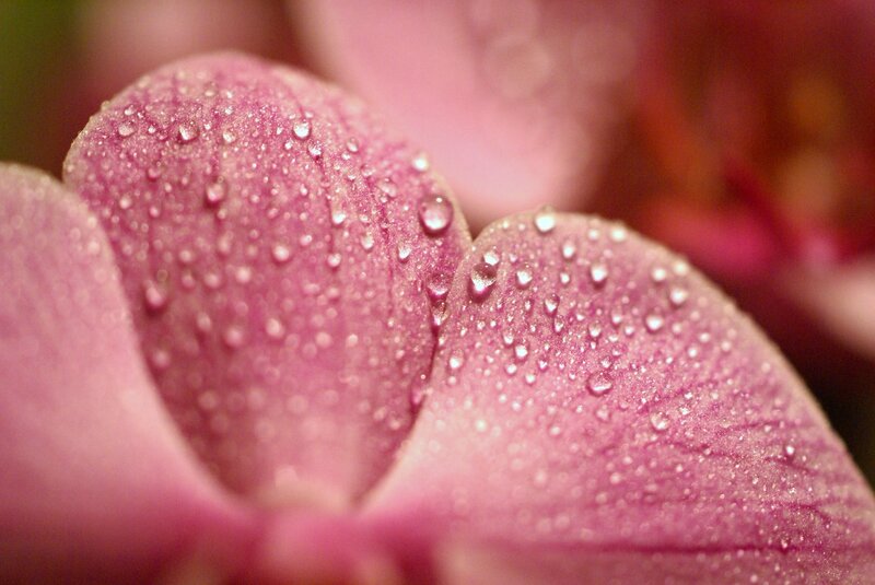 Pink orchid with water droplets