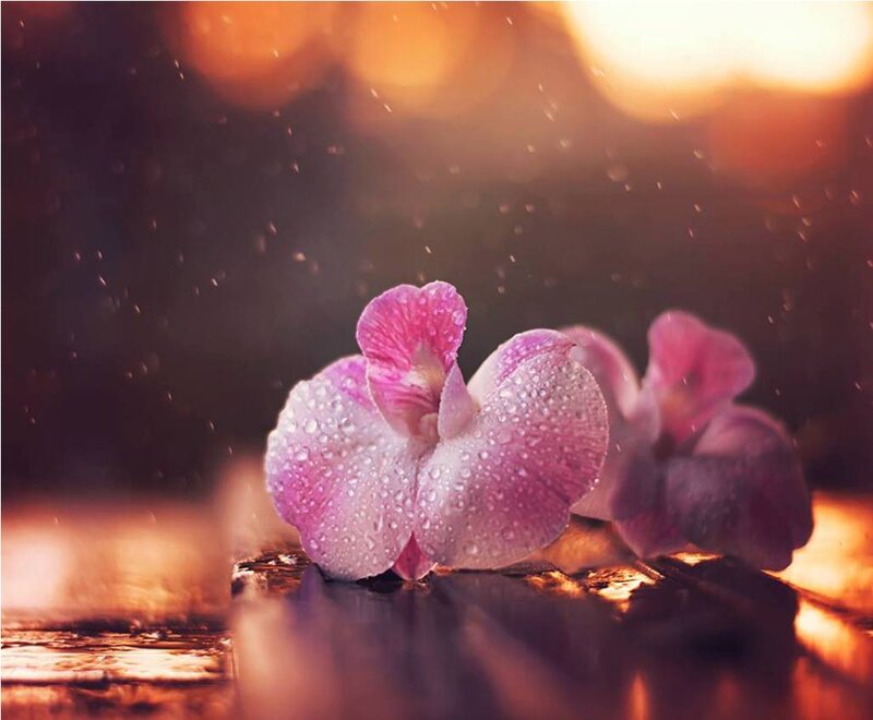 Pink Orchid with Water Droplets — Purple