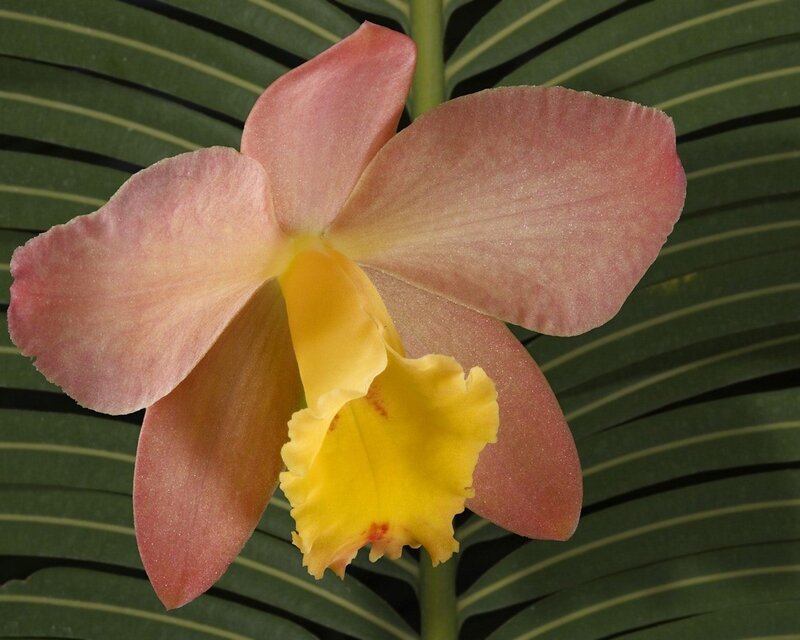 pink orchid with yellow center