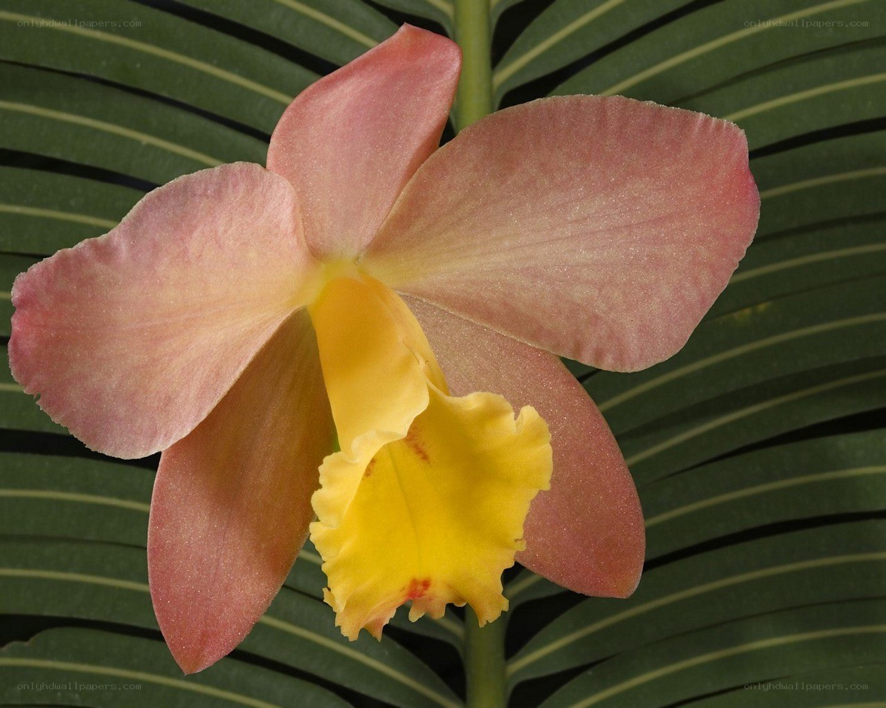 pink orchid with yellow center
