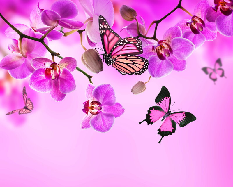Pink Orchids and Butterflies — Serene, Digital Art