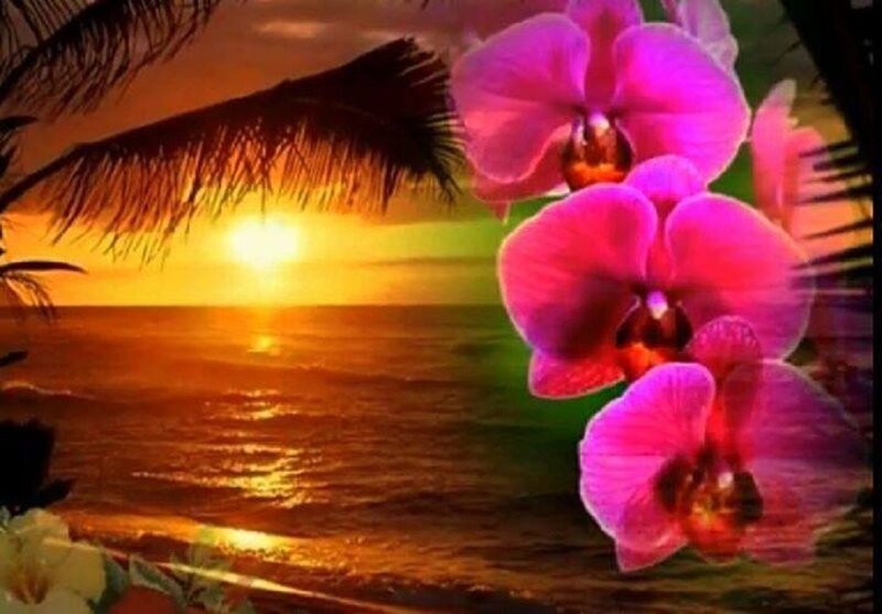 Pink Orchids at Sunset