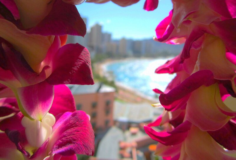 Pink Orchids Framing View
