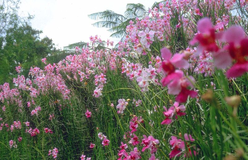 pink orchids in a garden