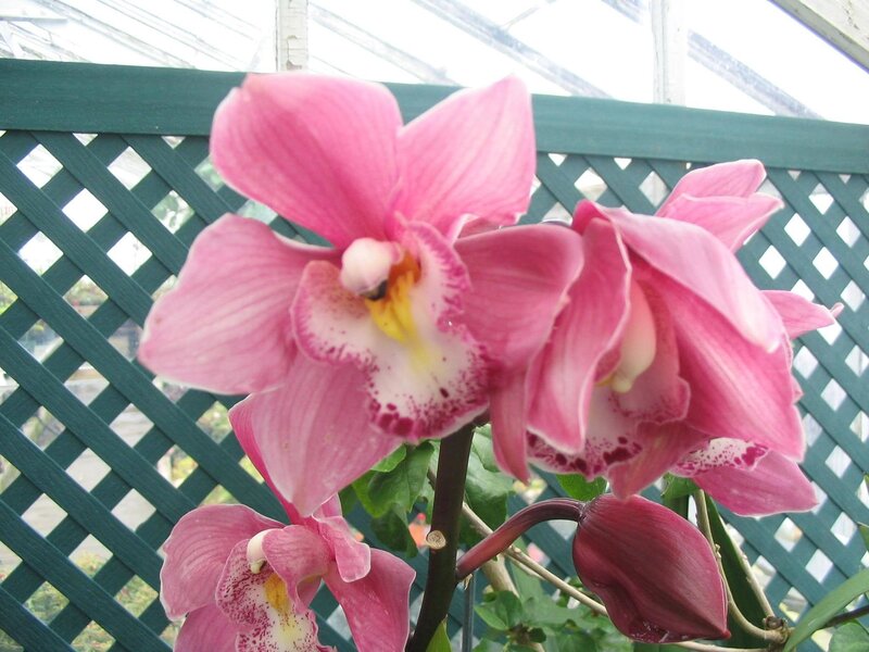 Pink orchids in a greenhouse