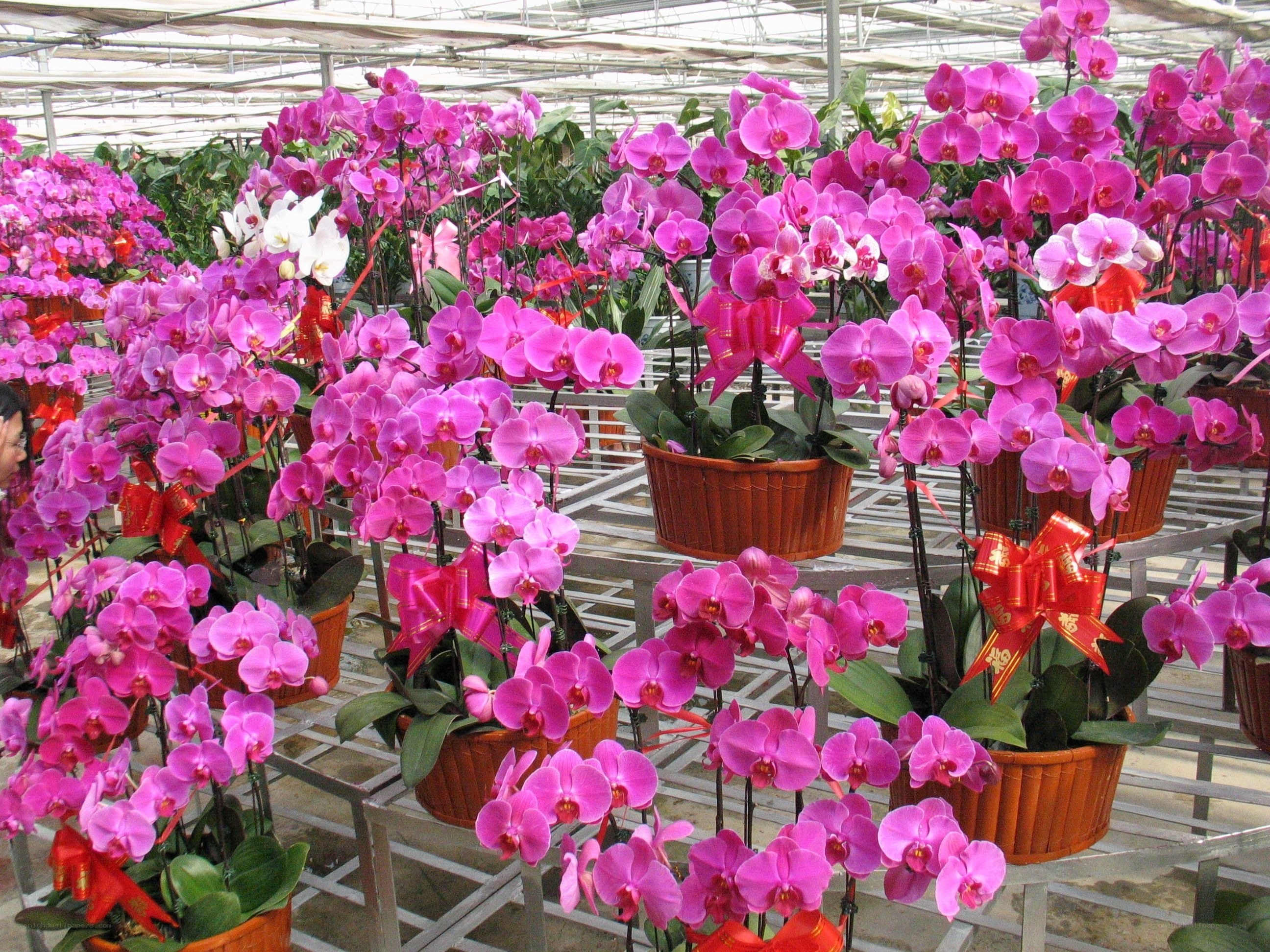 Pink orchids in a greenhouse