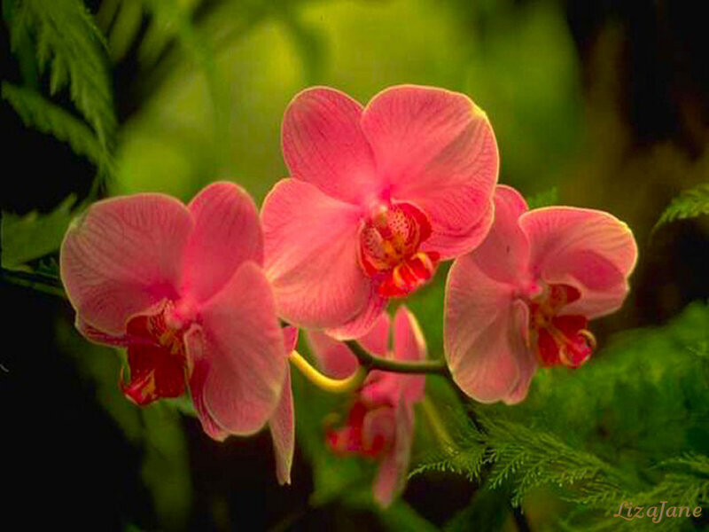 Pink orchids in bloom