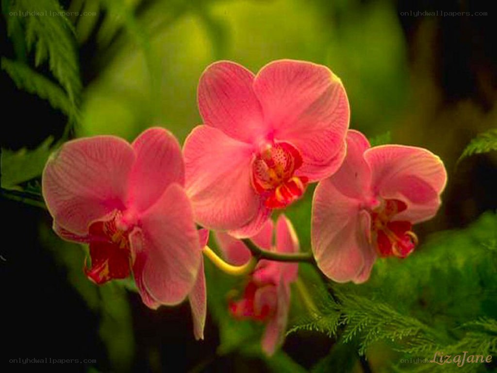 Pink orchids in bloom