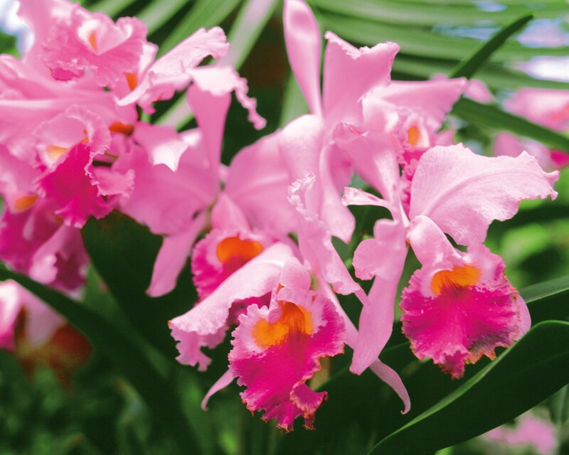 Pink orchids in bloom