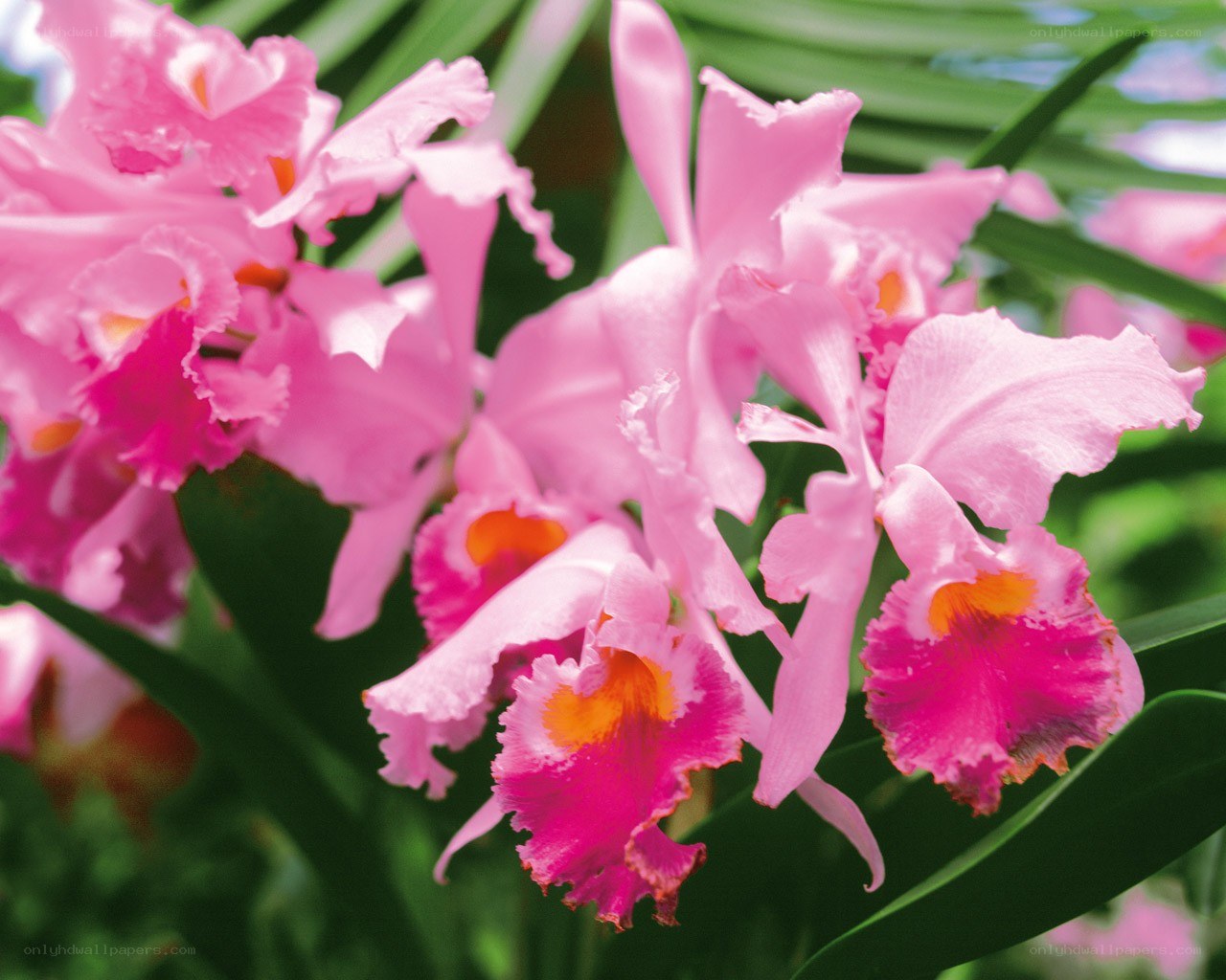 Pink orchids in bloom