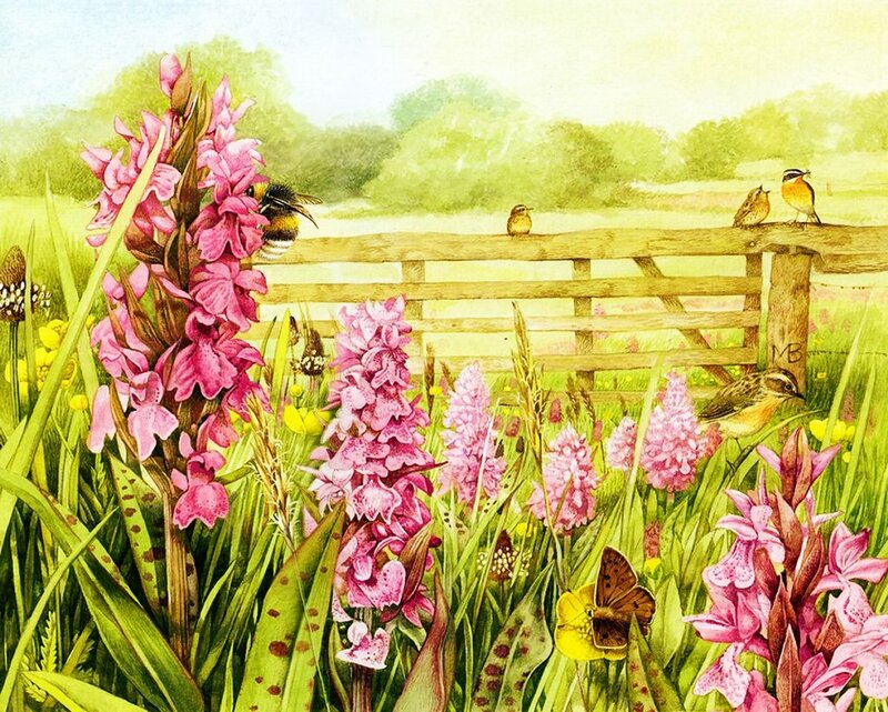 Pink Orchids in Field — Serene