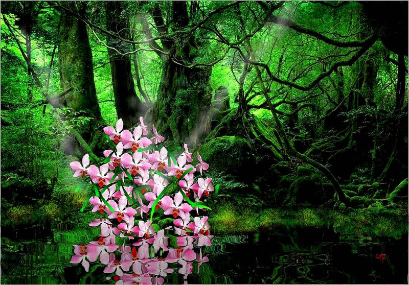 Pink Orchids in Forest