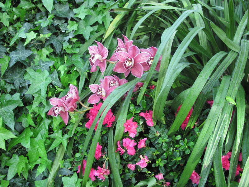 Pink Orchids in Garden — Lush, Spring