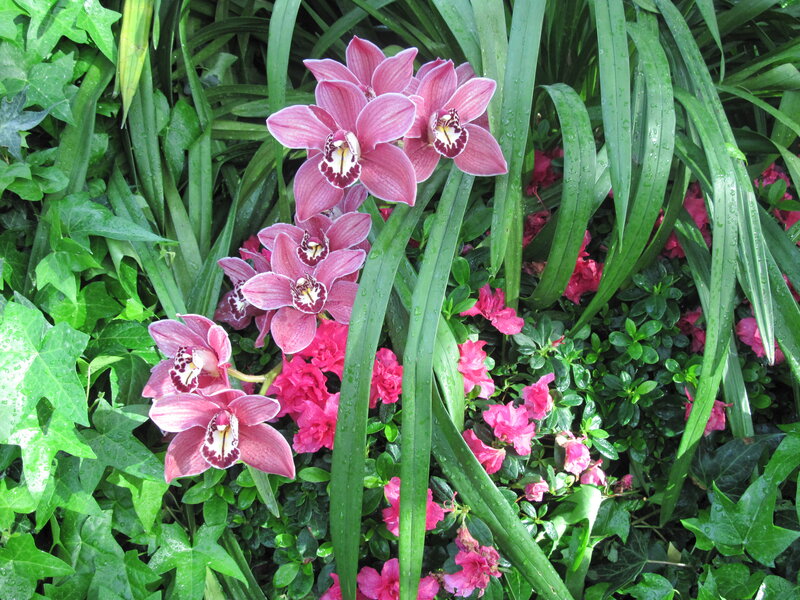 Pink Orchids in Garden — Lush