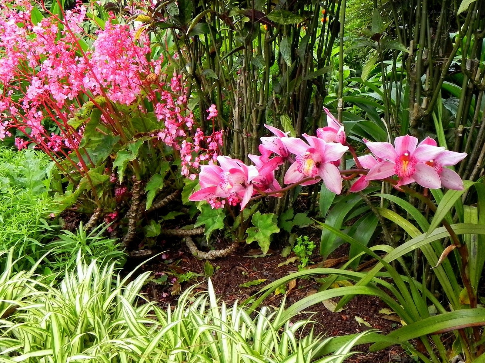 Pink orchids in garden