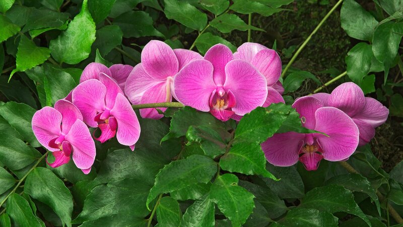 Pink orchids in green foliage