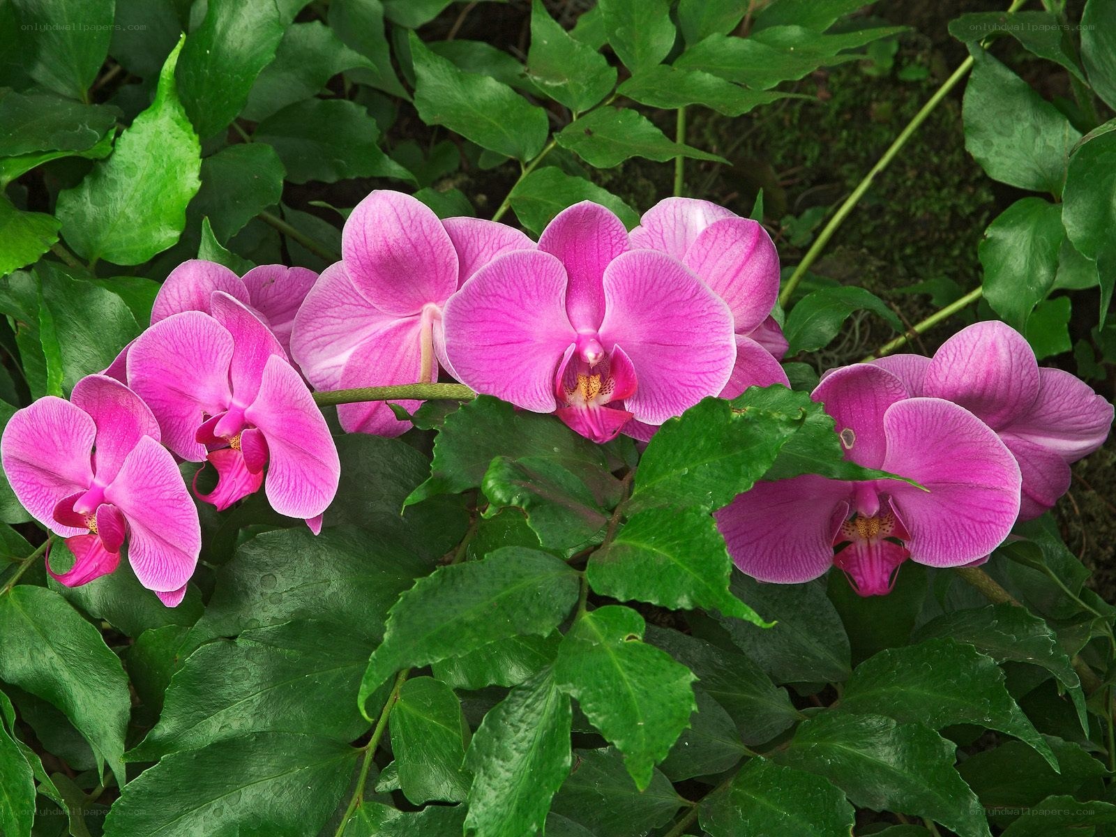 Pink orchids in green foliage