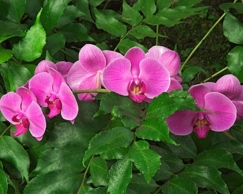 Pink orchids in green foliage