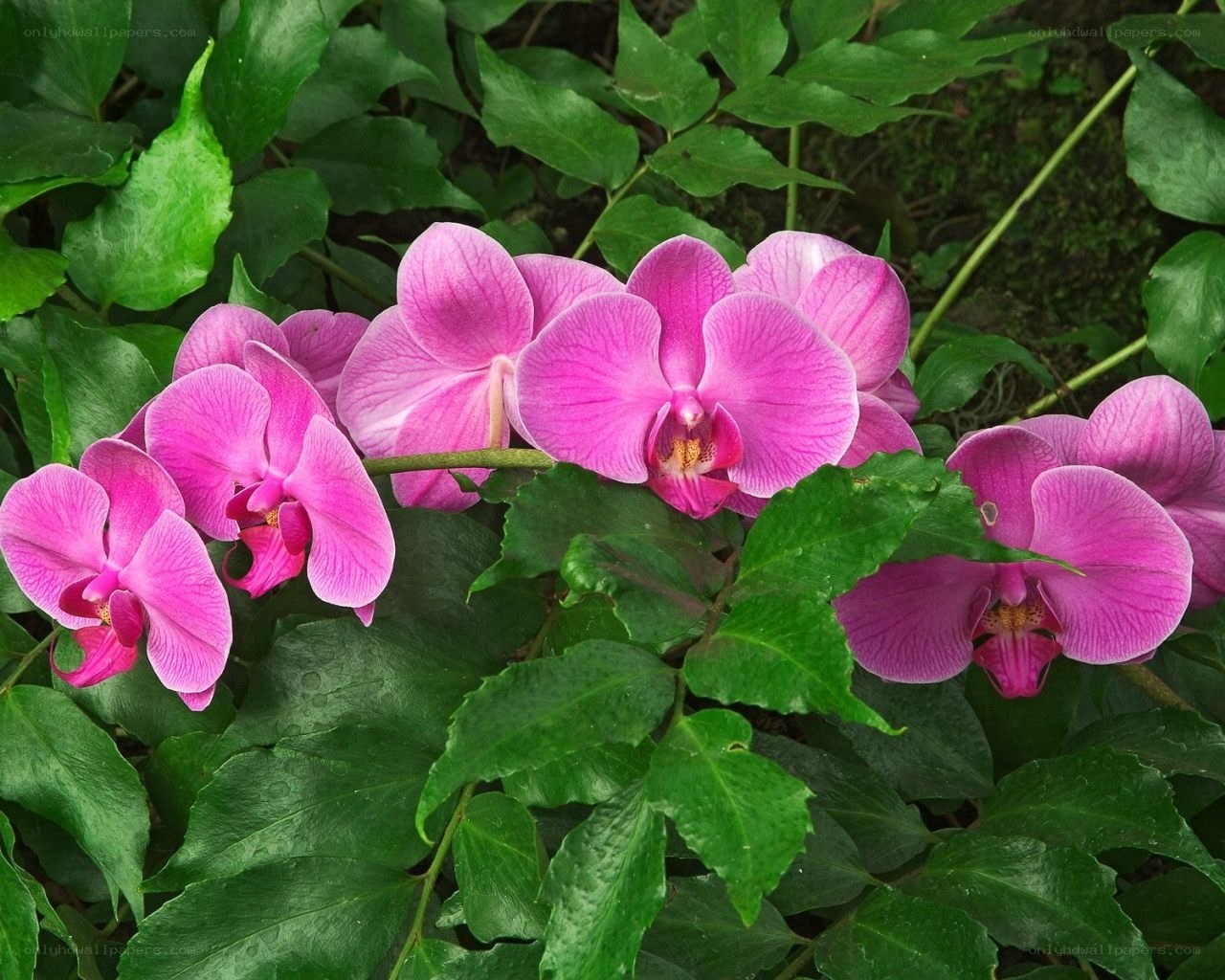 Pink orchids in green foliage
