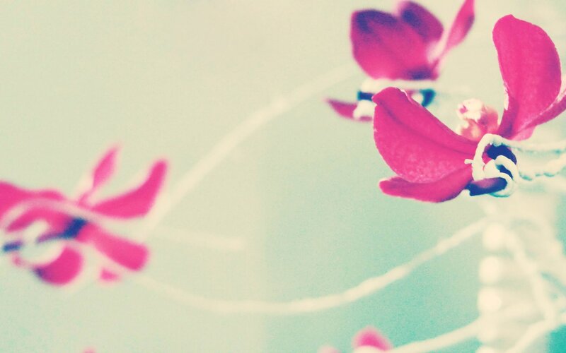 pink orchids in soft focus
