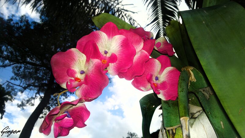 Pink orchids in tropical setting