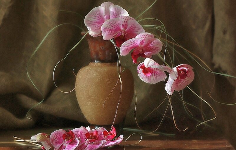Pink Orchids in Vase — Brown