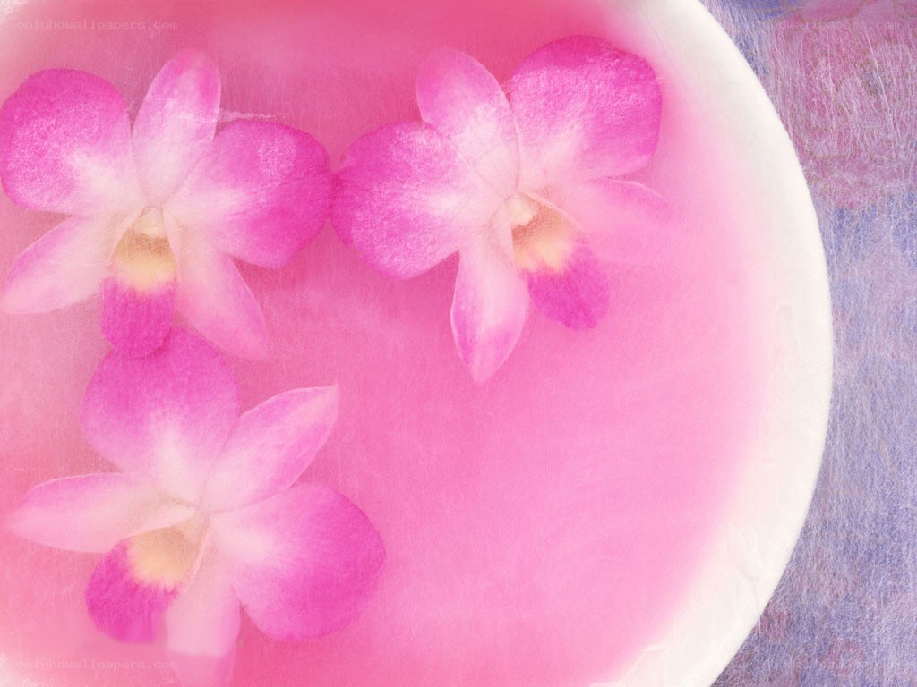 pink orchids in water