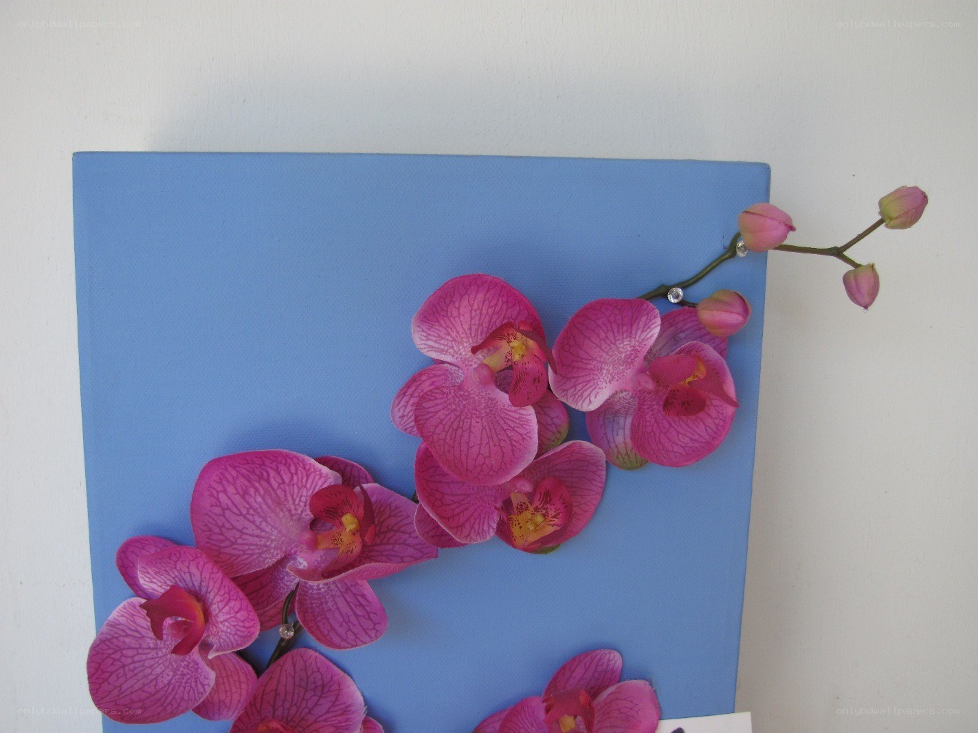 Pink orchids on blue canvas