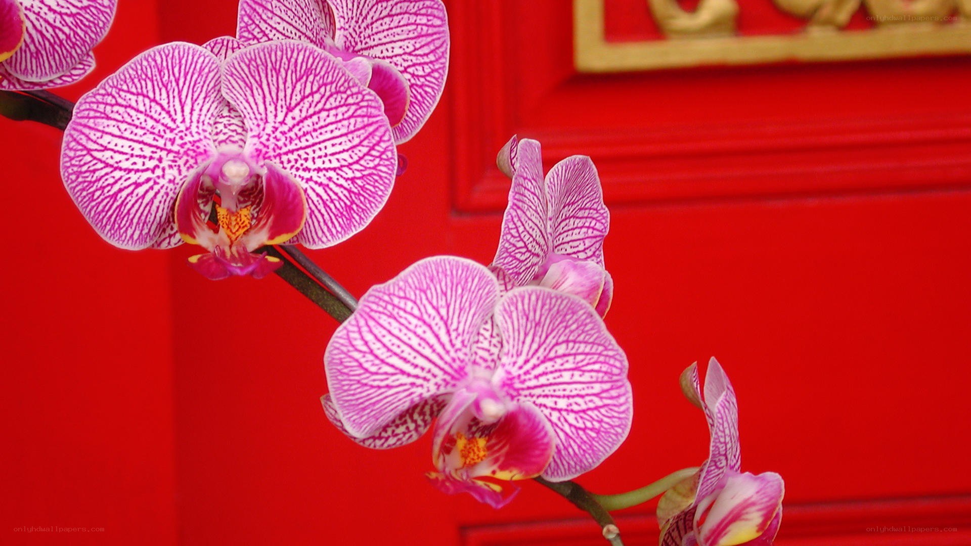 Pink orchids on red door