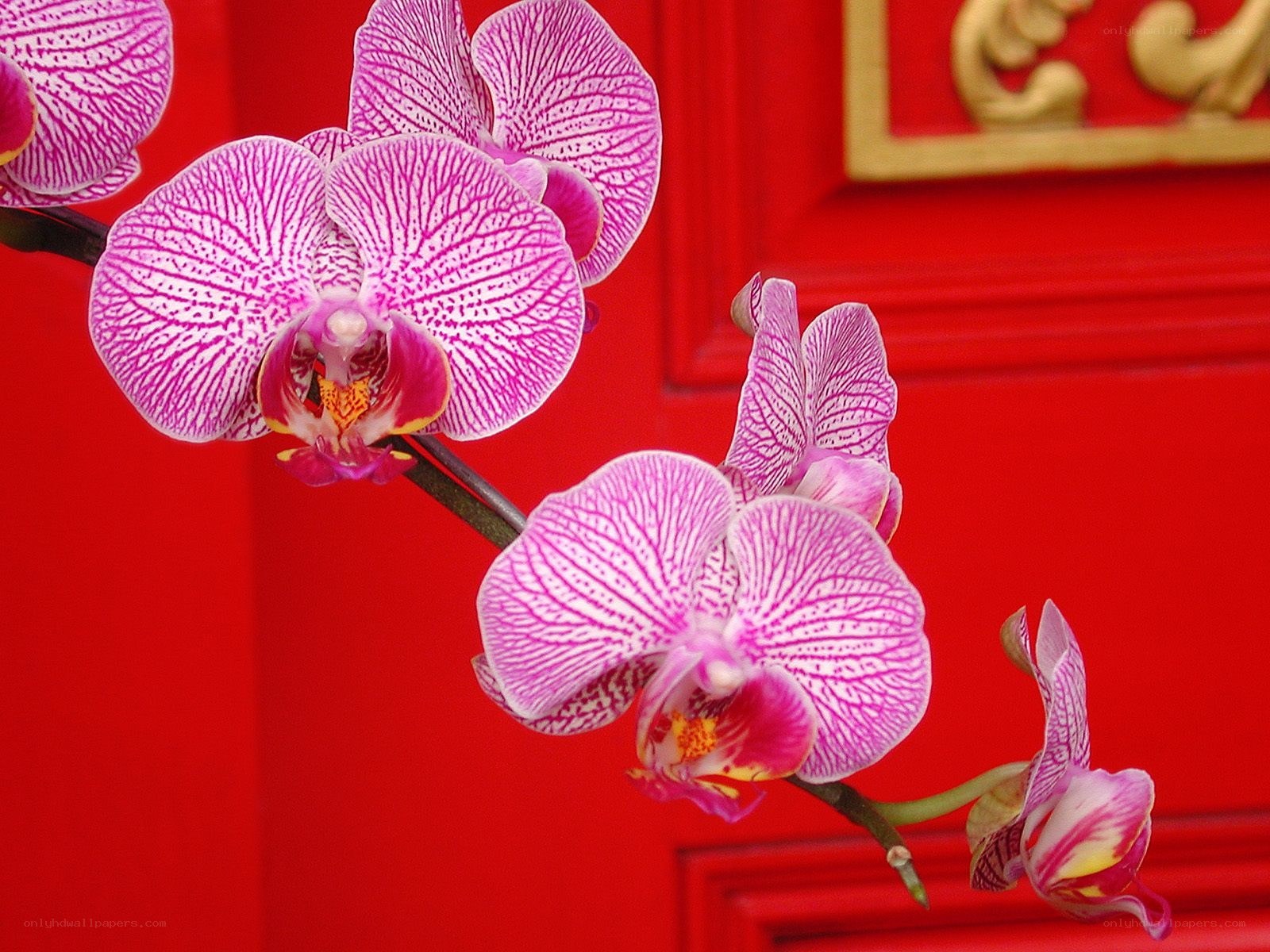 Pink orchids on red door