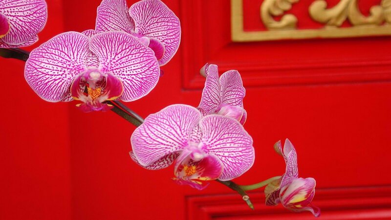 Pink orchids on red door