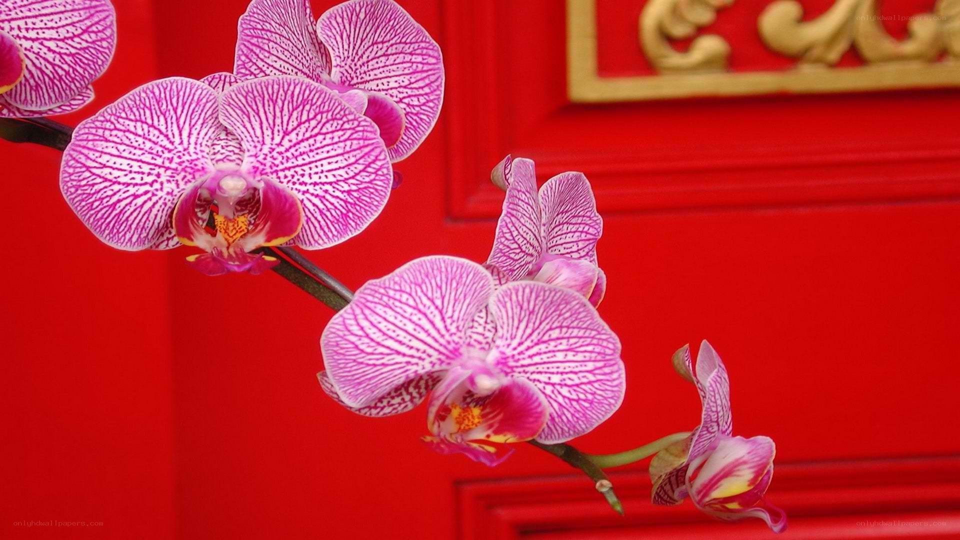 Pink orchids on red door