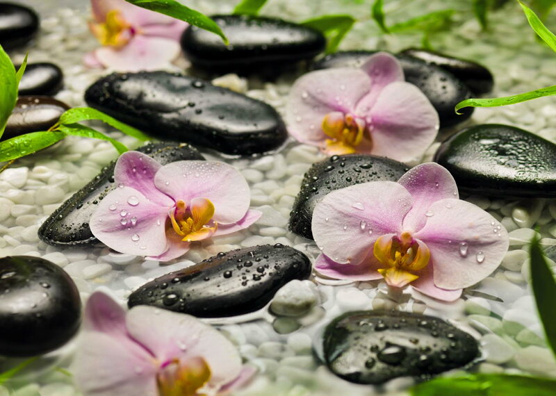 Pink Orchids on Stones