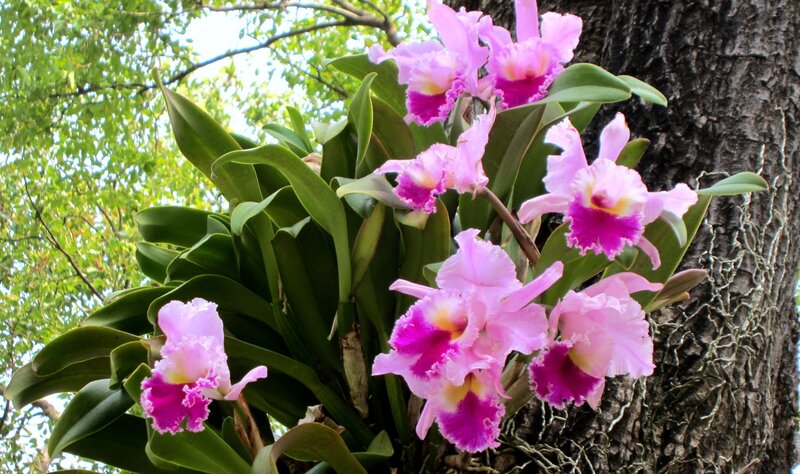 Pink Orchids on Tree