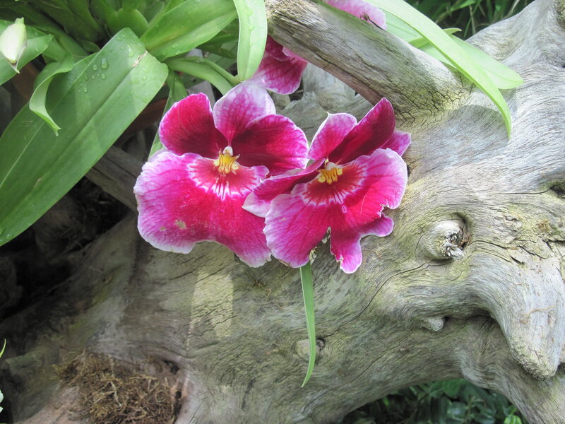 Pink Orchids on Wood