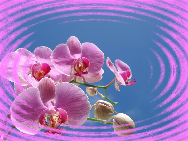 Pink orchids with purple swirls