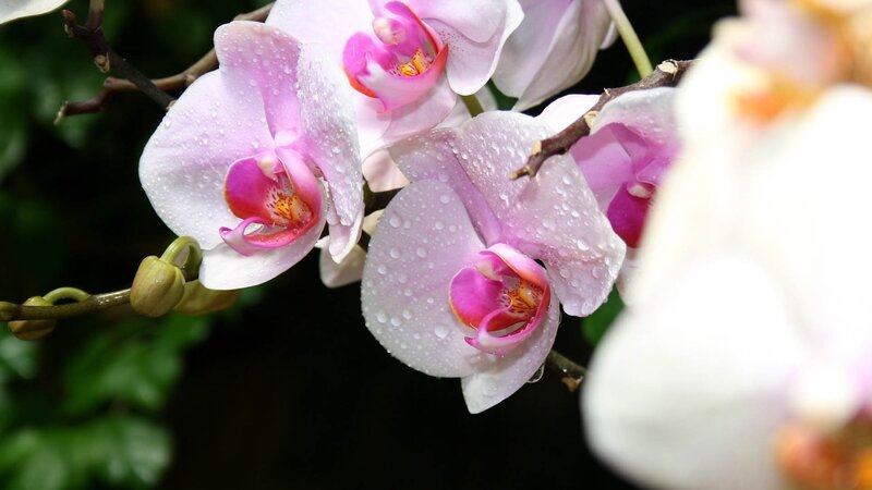 Pink orchids with water droplets