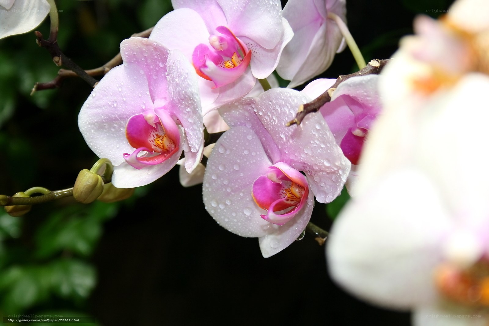 Pink orchids with water droplets