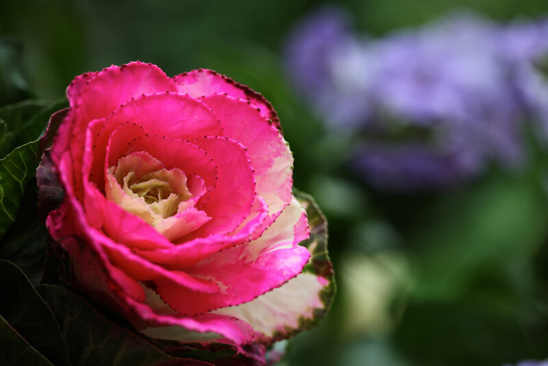 Pink Ornamental Cabbage