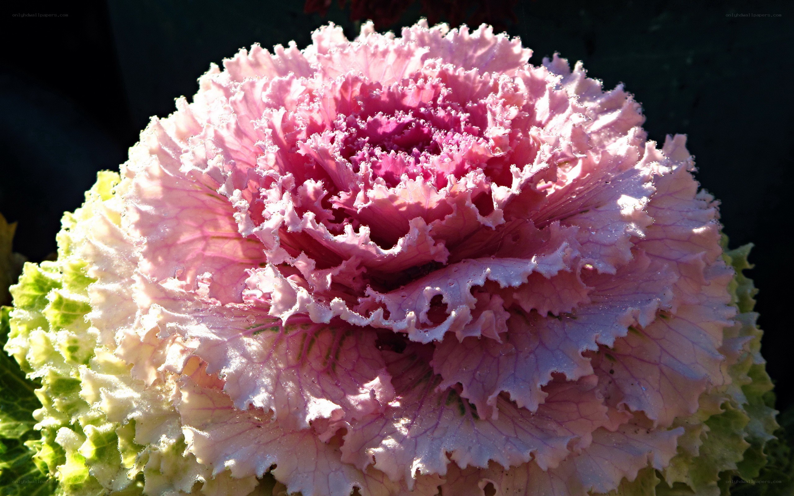 Pink ornamental kale flower