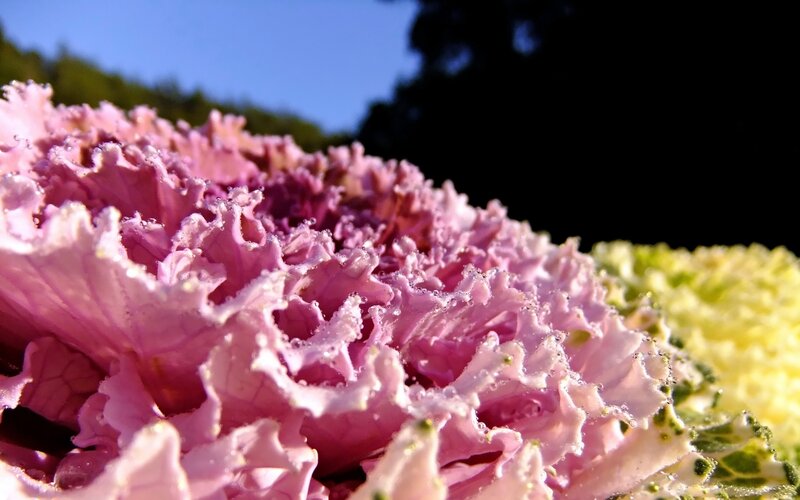 Pink ornamental kale in sunlight