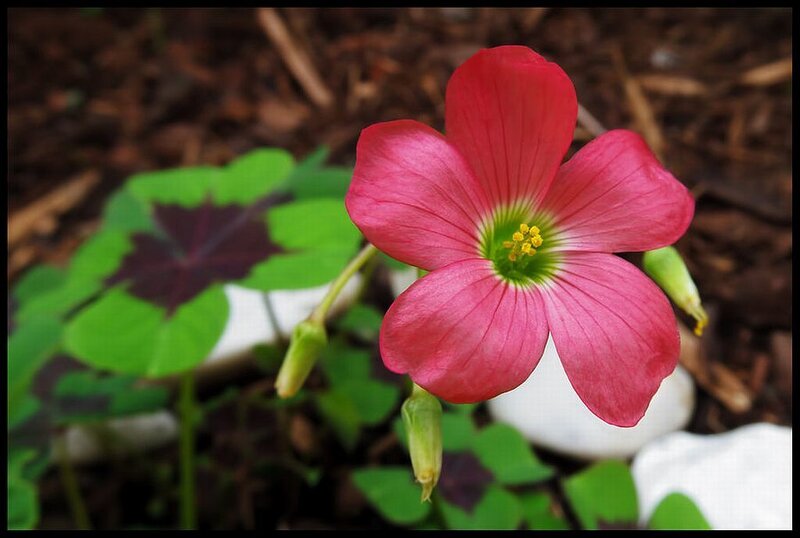Pink Oxalis Flower — Calm