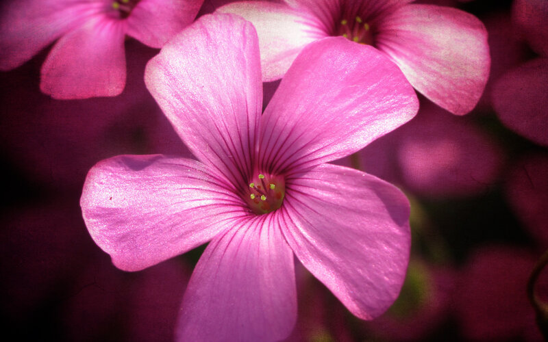 Pink Oxalis Flower