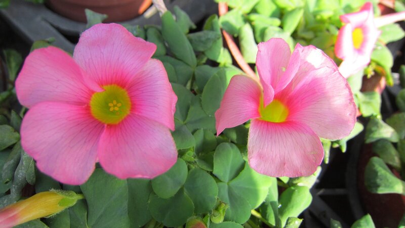 Pink Oxalis Flowers — Calm, Afternoon