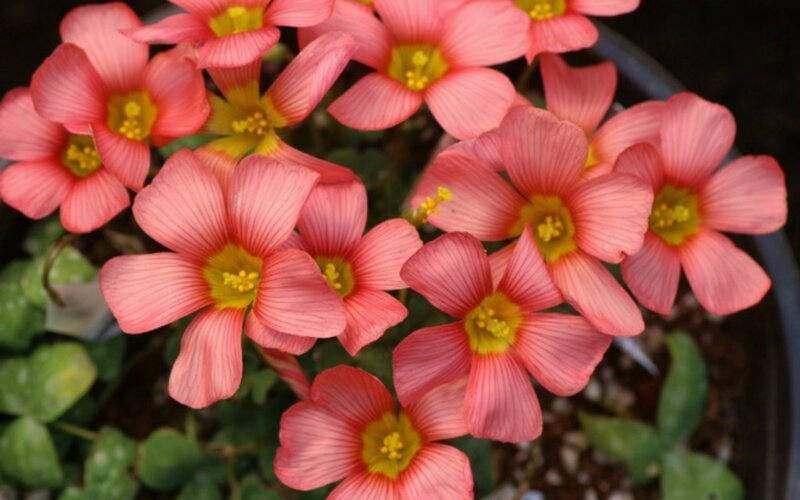 Pink Oxalis Flowers — Calm, Photograph