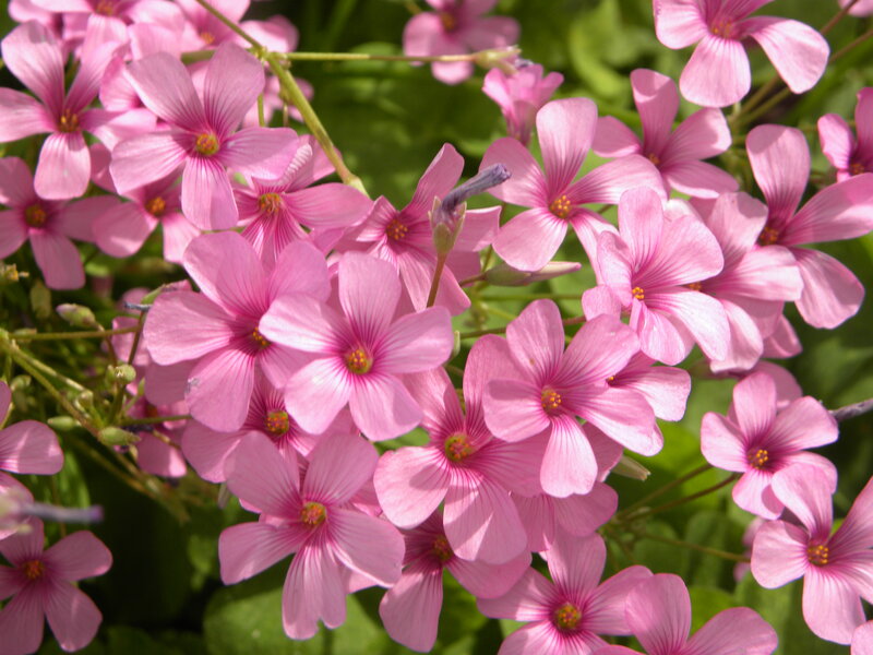 Pink Oxalis Flowers — Calm